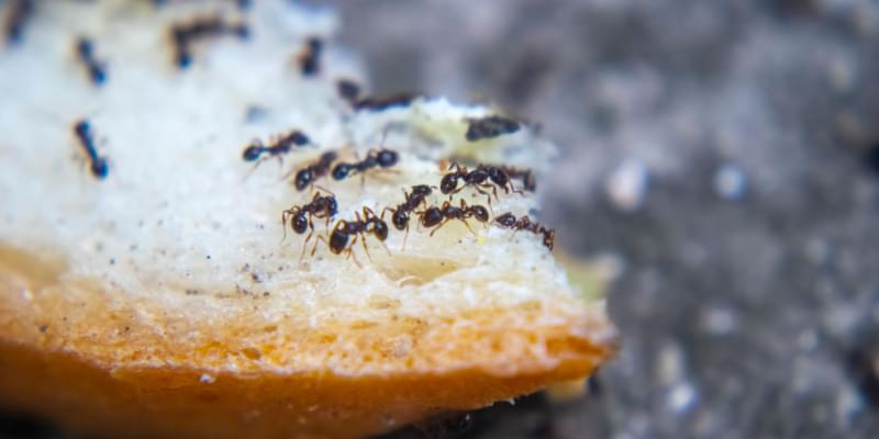 What Kind of Ants Are In Indianapolis?