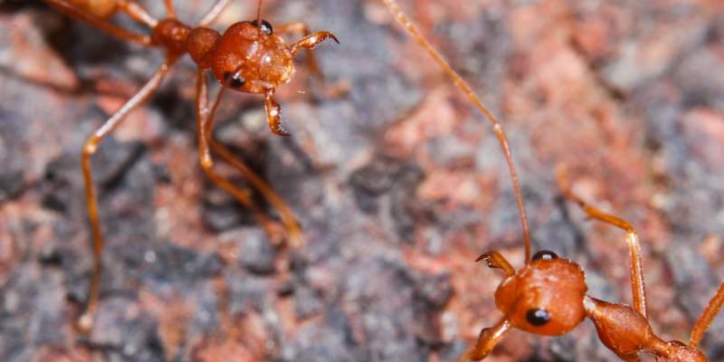 Are There Fire Ants in Indianapolis?
