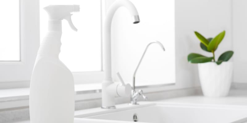 Is There a Green Method to Get Rid of Ants?