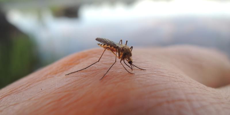 How Do I Prevent a Mosquito Infestation from Developing?