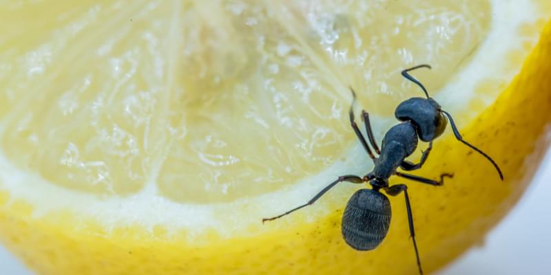 Ant Control Experts in Indianapolis