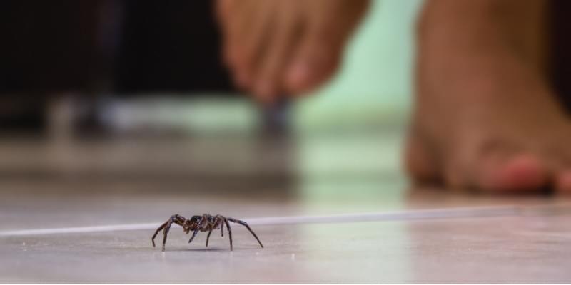 What Types of Spiders Are in Indianapolis?