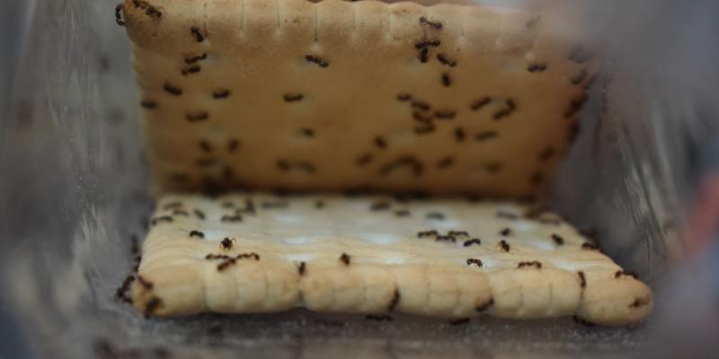 Ant Problems for Indianapolis Homeowners