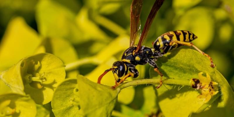 What Should I Do If I Have a Wasp Problem in My Yard?